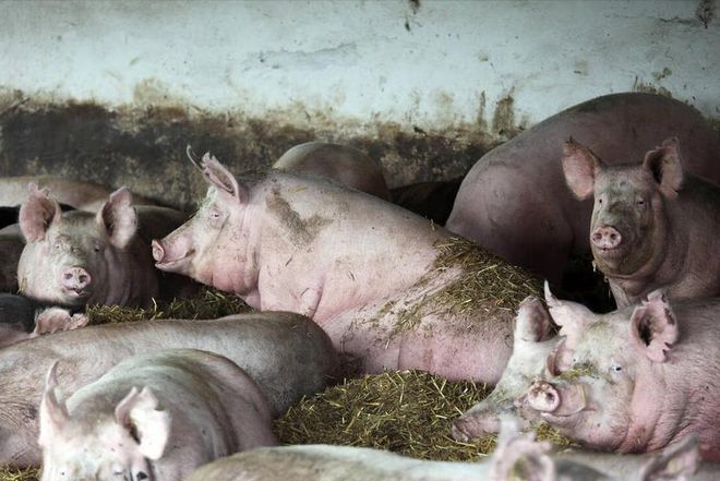 猪价变化莫测养猪人如何稳定应对在凯发旗舰厅低价时也能减少损失？(图4)