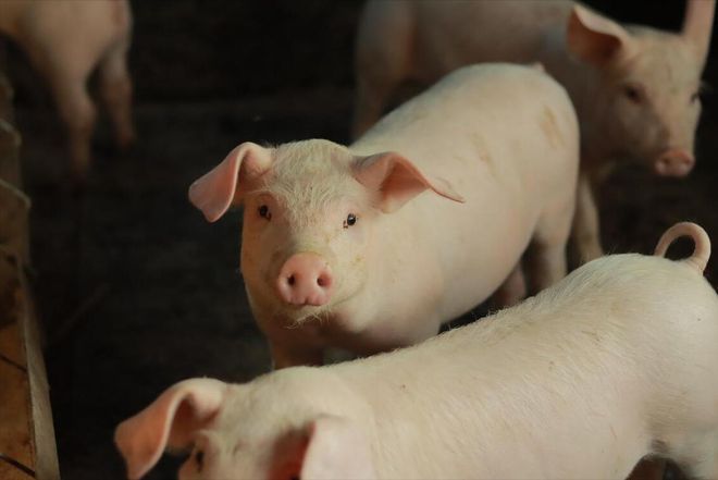 猪价变化莫测养猪人如何稳定应对在凯发旗舰厅低价时也能减少损失？(图3)