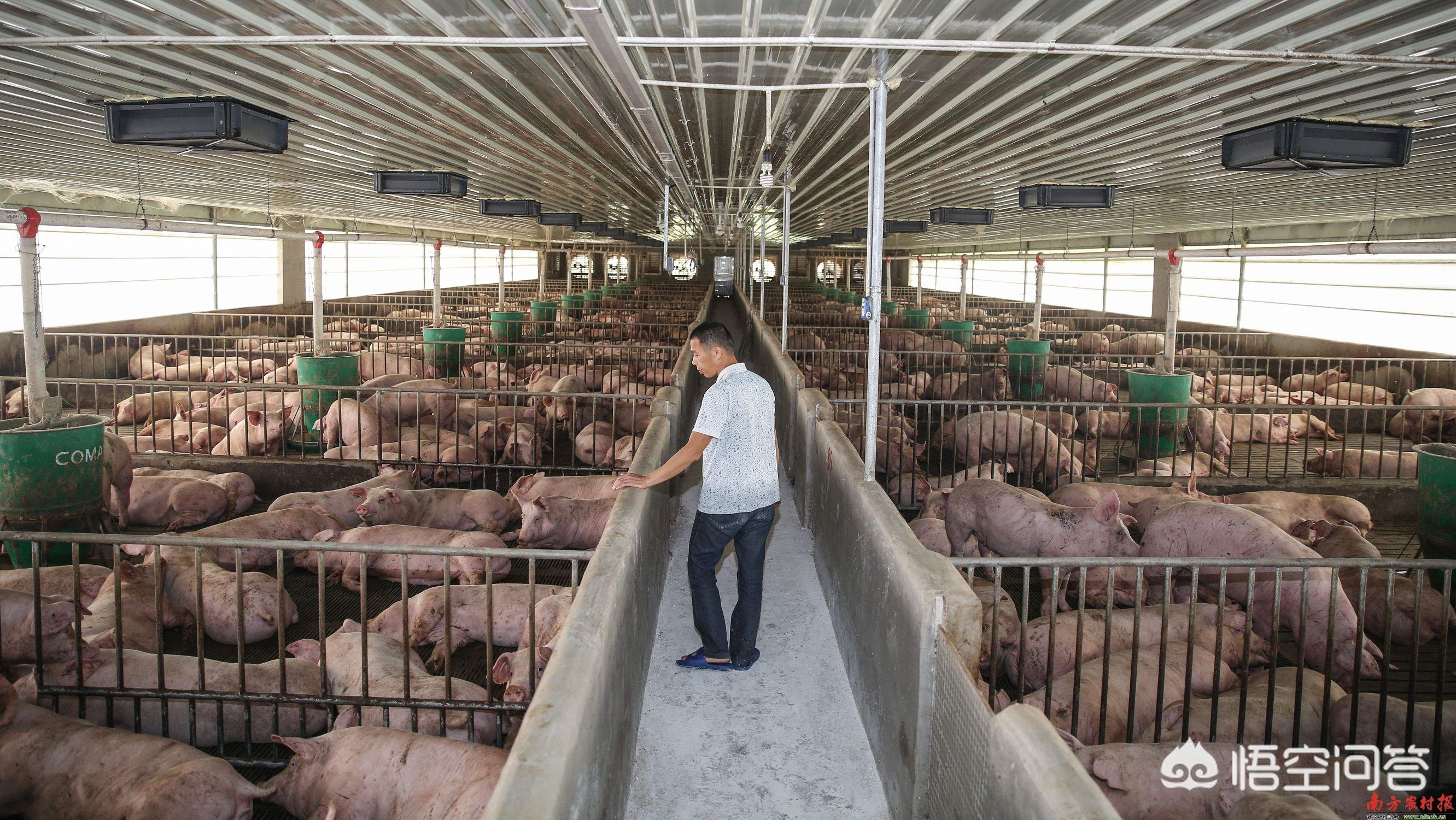 请问全国最大最好的养猪畜牧公司都有哪些推荐？