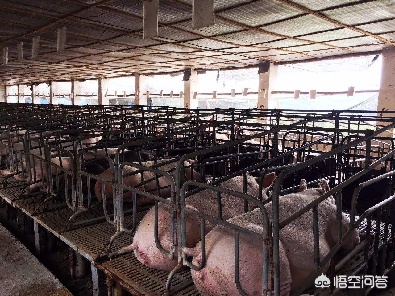 请问全国最大最好的养猪畜牧公司都有哪些推荐？(图2)