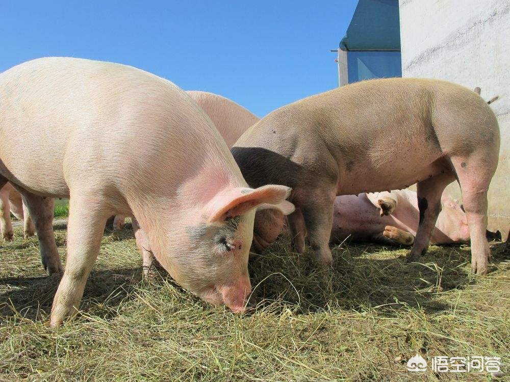 请问全国最大最好的养猪畜牧公司都有哪些推荐？(图3)