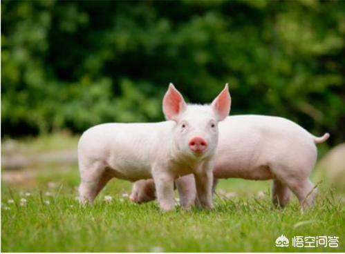 请问全国最大最好的养猪畜牧公司都有哪些推荐？(图5)