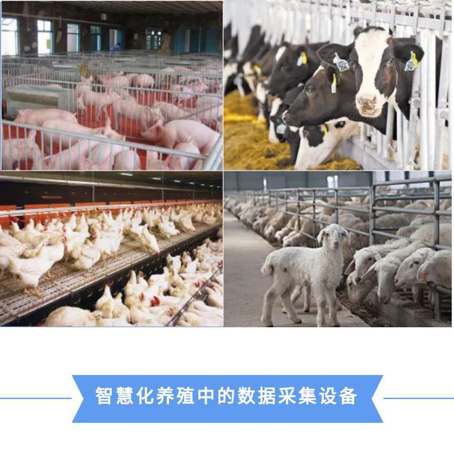智慧养殖：让养殖业实现精细凯发旗舰厅化管理！