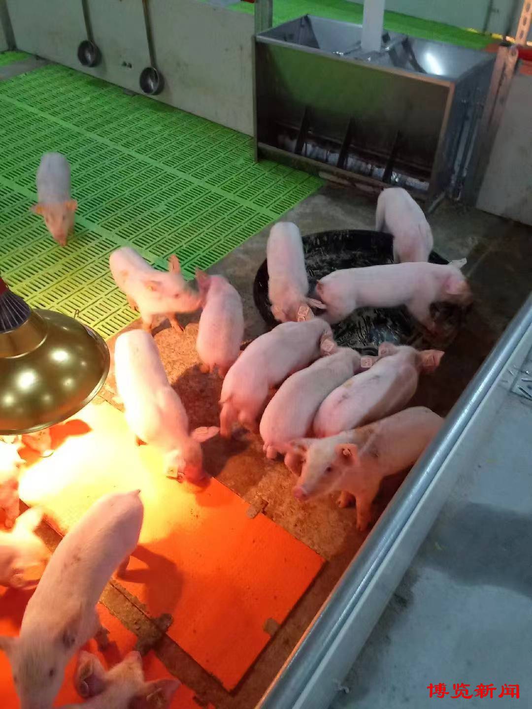 凯发旗舰厅“高楼养猪”引领淄博养殖现代化(图2)