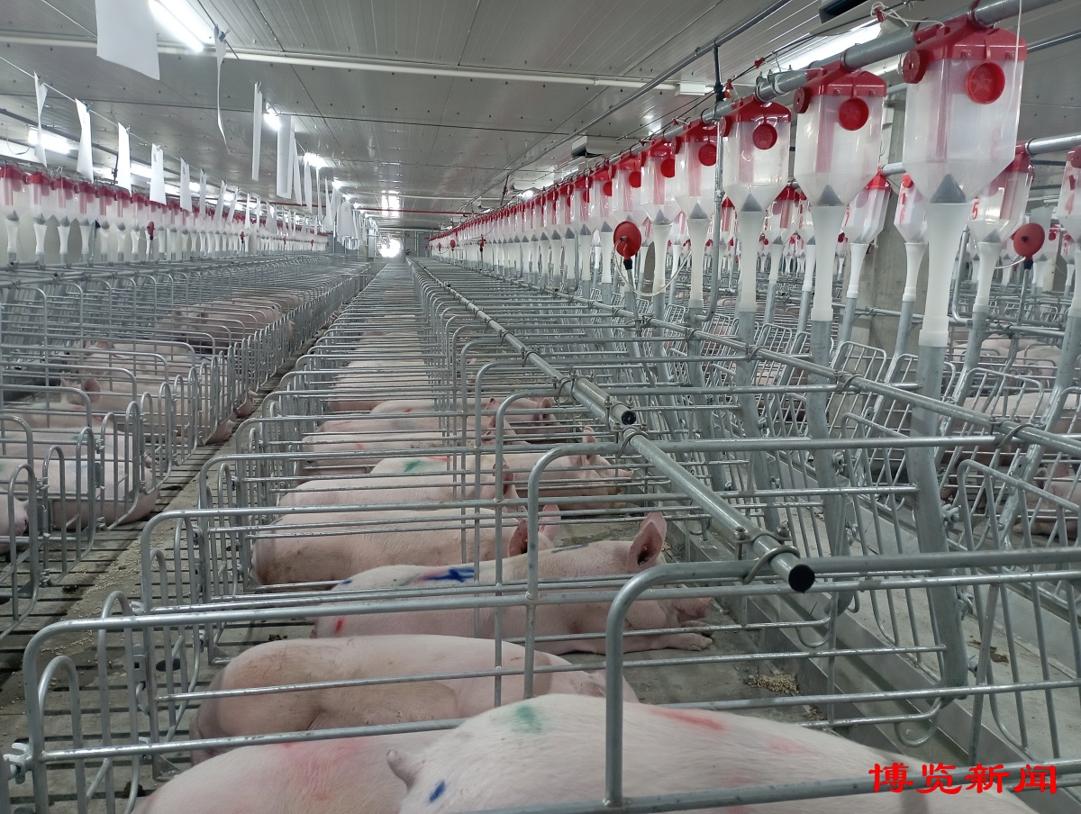凯发旗舰厅“高楼养猪”引领淄博养殖现代化(图3)