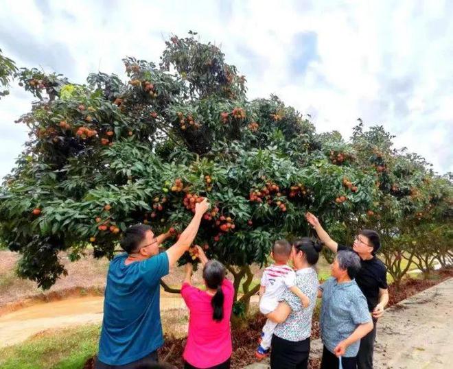 【人民日报】广州花都狮岭镇：铺就特色农业“丰饶路”奏响“兴村富民”奋进曲(图4)