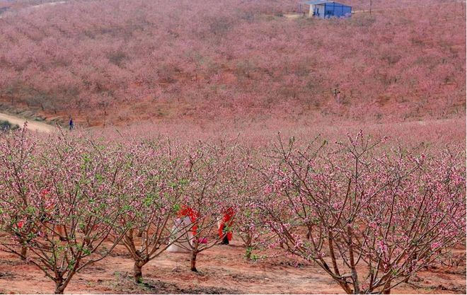 【人民日报】广州花都狮岭镇：铺就特色农业“丰饶路”奏响“兴村富民”奋进曲(图3)