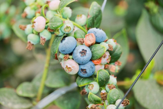 【人民日报】广州花都狮岭镇：铺就特色农业“丰饶路”奏响“兴村富民”奋进曲(图2)