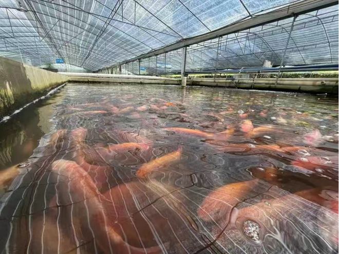 【人民日报】广州花都狮岭镇：铺就特色农业“丰饶路”奏响“兴村富民”奋进曲(图6)