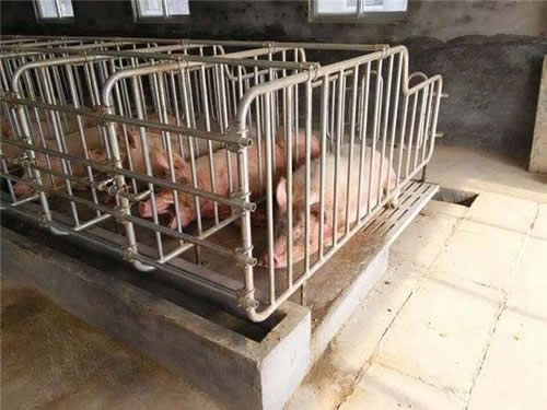 猪场常用的现代化栏体设备有哪些？