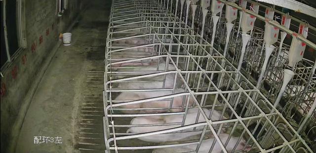 米脂县养猪业蓬勃发展助力乡村振兴(图2)