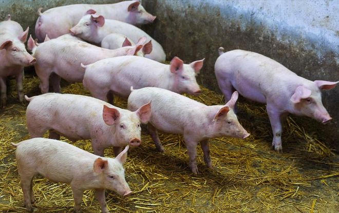 2025年养猪前景分析