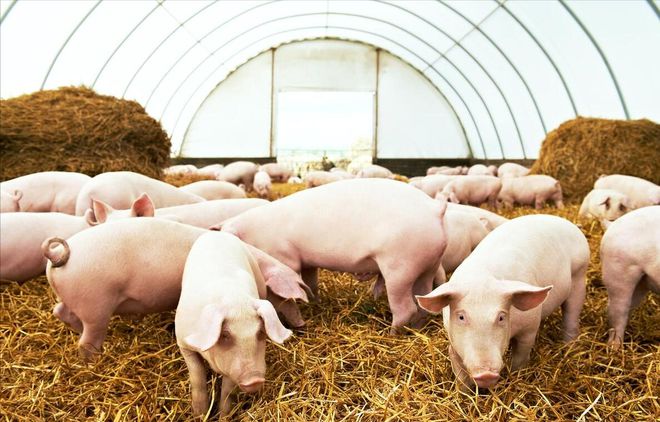 2025年养猪前景分析(图5)