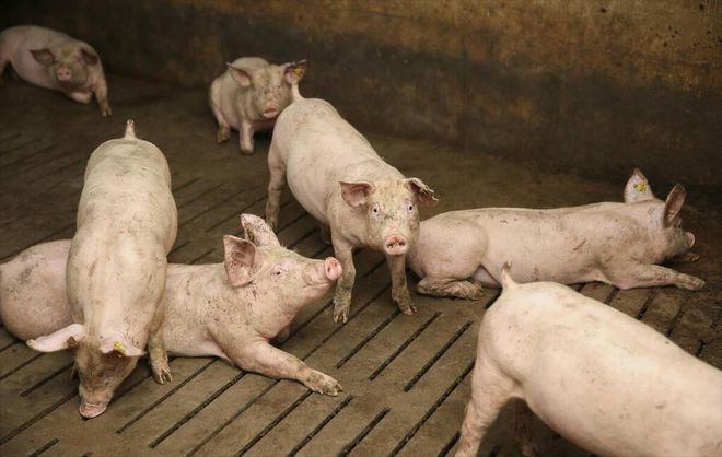 2025年养猪前景分析(图2)