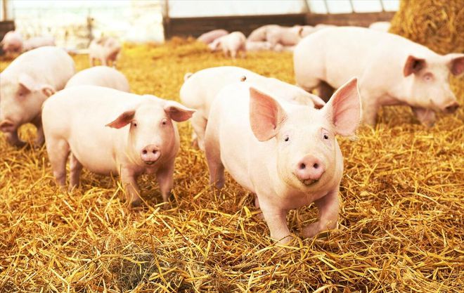 2025年养猪前景分析(图3)