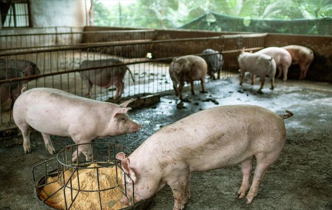 2025年养猪前景分析(图4)