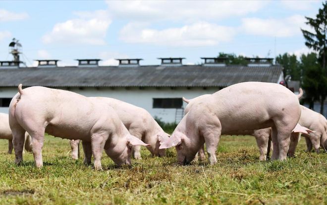 2025年养猪前景分析(图6)