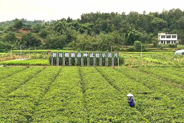 农发行四川江油市支行：金融“活水”浇灌县域特色产业发展