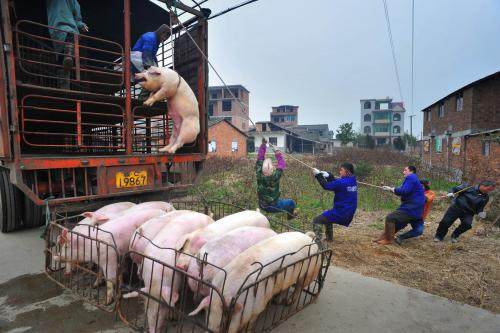 深度揭底：2024剩下的日子养猪和养羊哪个更靠谱？新老养殖户须知(图4)