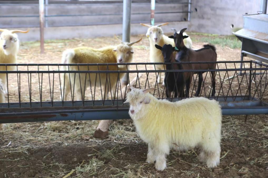 “头雁”导师西北农林科技大学罗军副校长赴榆阳区开展“头雁”项目学员回访跟踪(图2)