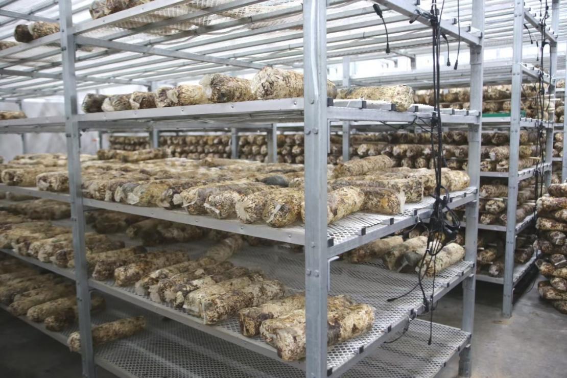 “头雁”导师西北农林科技大学罗军副校长赴榆阳区开展“头雁”项目学员回访跟踪(图4)