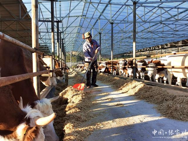 张家川县：肉牛产业增量提质强村富民“”头足(图3)