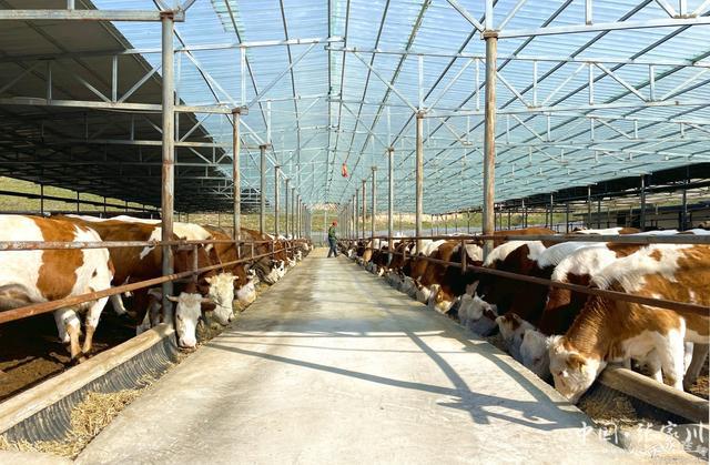 张家川县：肉牛产业增量提质强村富民“”头足(图4)