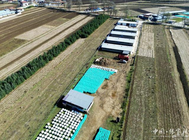 张家川县：肉牛产业增量提质强村富民“”头足(图6)