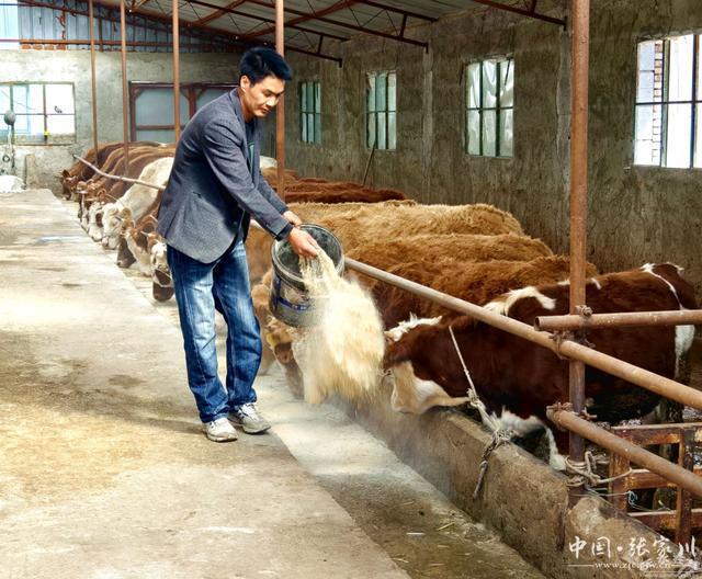 张家川县：肉牛产业增量提质强村富民“”头足(图5)