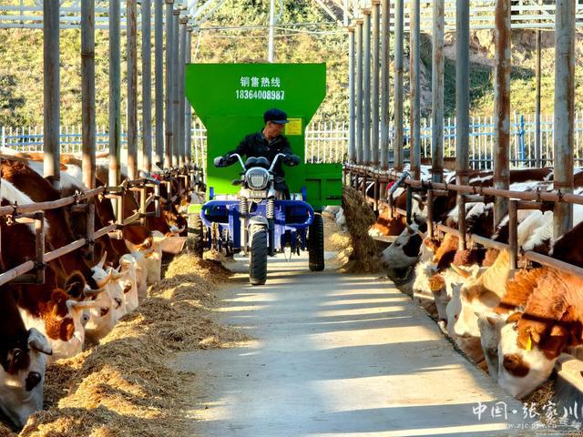 张家川县：肉牛产业增量提质强村富民“”头足(图2)