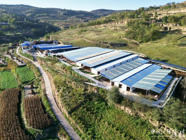 张家川县：肉牛产业增量提质强村富民“”头足