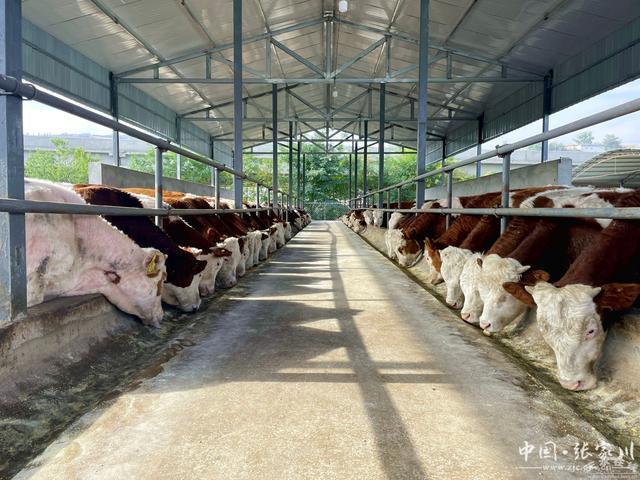 张家川县：肉牛产业增量提质强村富民“”头足(图7)