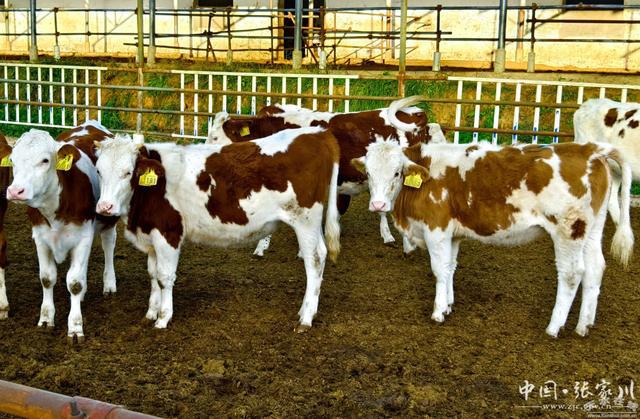 张家川县：肉牛产业增量提质强村富民“”头足(图9)