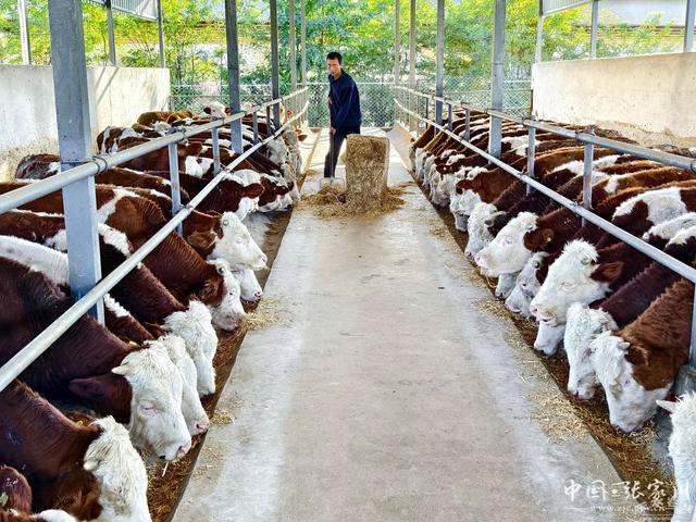 张家川县：肉牛产业增量提质强村富民“”头足(图10)