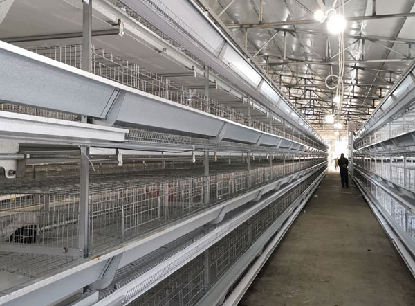 黄石养猪设备厂_黄石鸡笼厂家直销_明旺机械(图2)