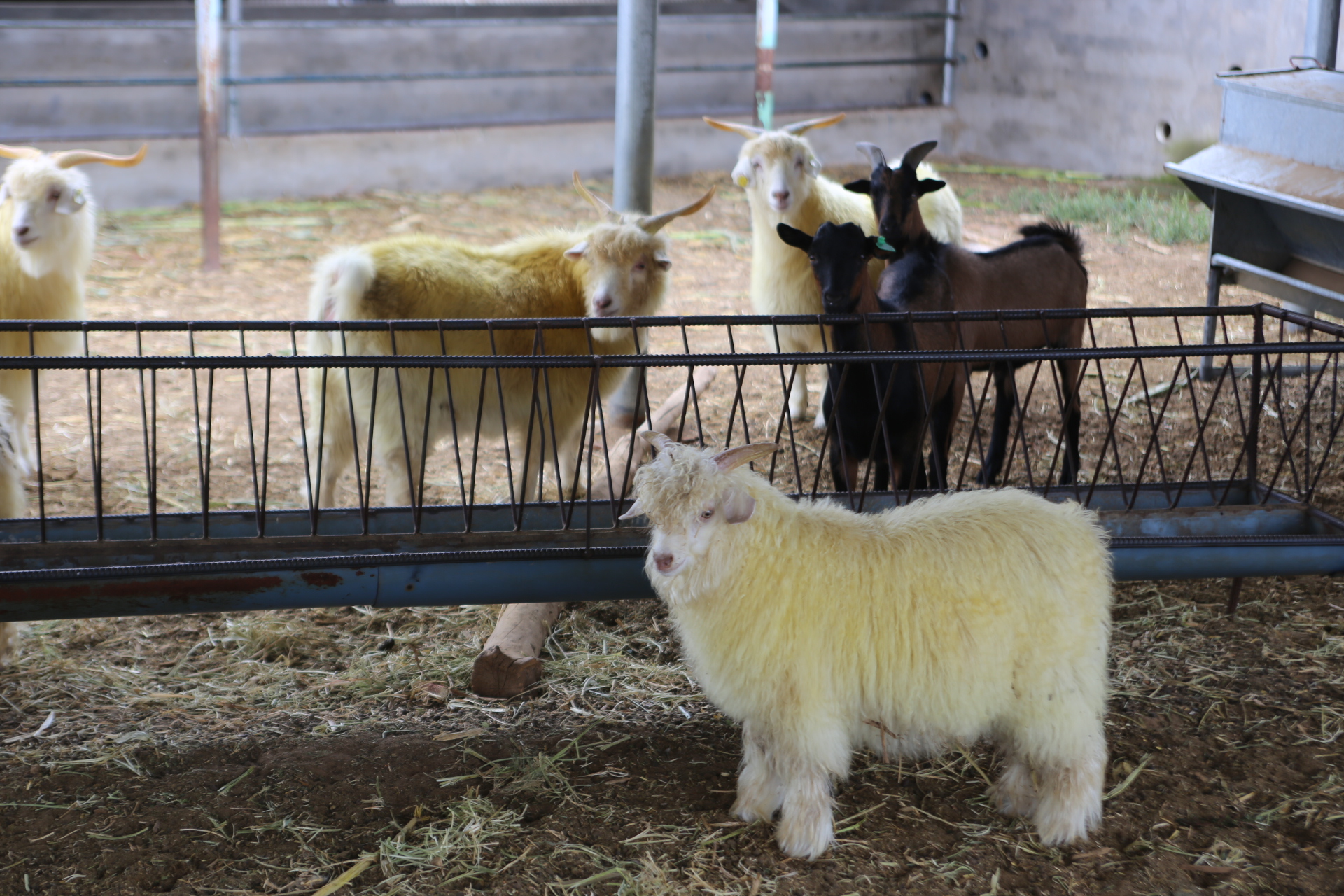 凯发国际西北农林科技大学罗军副校长赴榆阳区开展“头雁”项目学员回访跟踪(图2)