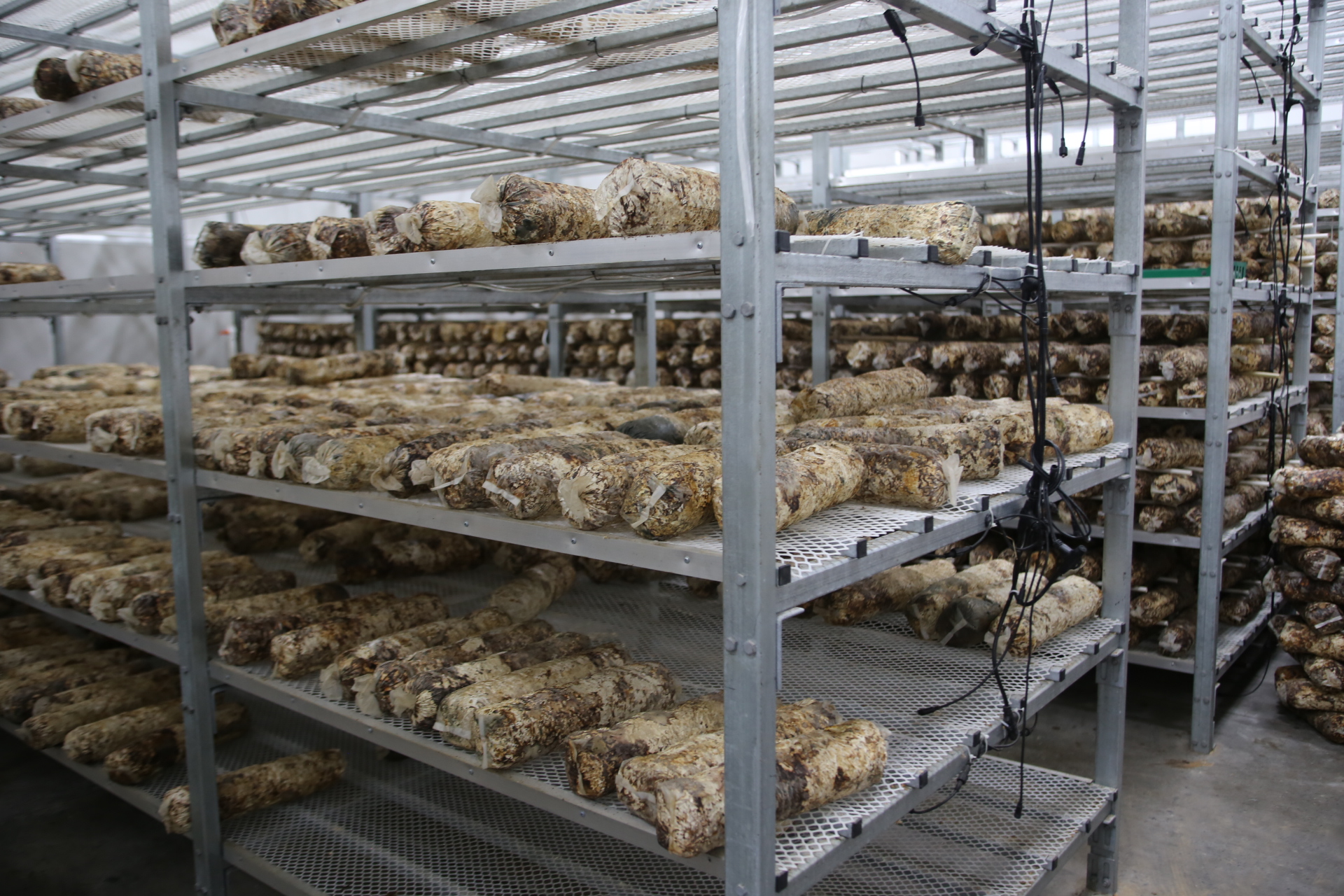 凯发国际西北农林科技大学罗军副校长赴榆阳区开展“头雁”项目学员回访跟踪(图4)