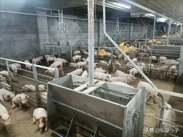 楼房养猪、机械化管理……肇庆这个生猪养殖产业园投产运营！(图2)