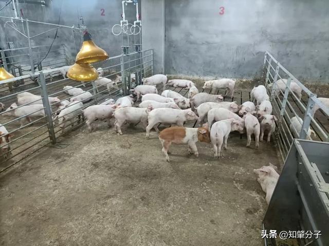 楼房养猪、机械化管理……肇庆这个生猪养殖产业园投产运营！(图1)