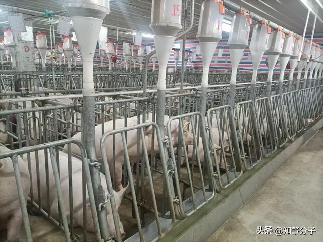 楼房养猪、机械化管理……肇庆这个生猪养殖产业园投产运营！(图3)