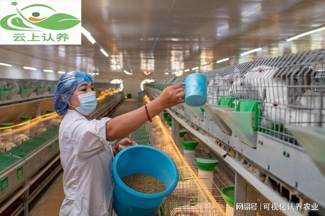 云上认养——投食设备如何提高养殖效益？(图3)