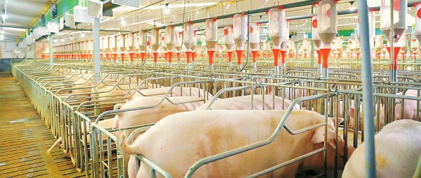 【奔向现代化·拥抱数智化时代】轻轻松松统领40万“天蓬元帅”