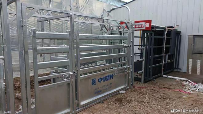 中恒国科肉牛养殖信息化系统和养殖智能化装备应用有哪些特点？(图5)