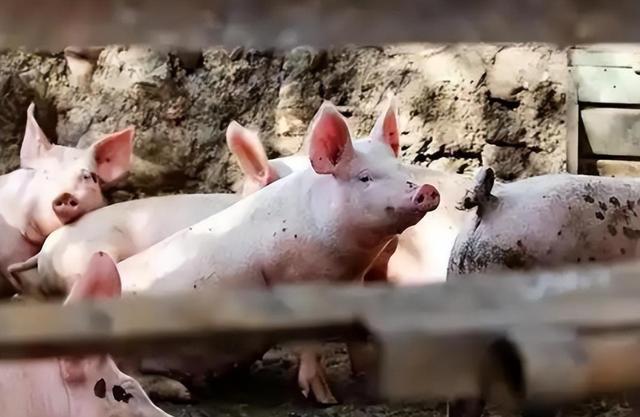 18年河北小伙离婚赴俄养猪如今娶20岁俄罗斯美女凯发旗舰厅成人生赢家(图7)