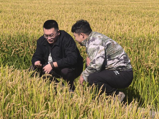 八五九分公司加强水稻后期管理夯实稳产根基