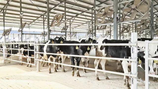 洛南首个智能化奶牛养殖基地投入运营