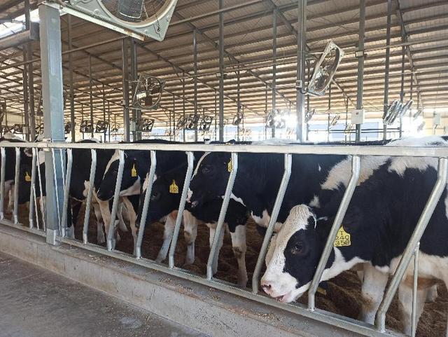 洛南首个智能化奶牛养殖基地投入运营(图2)