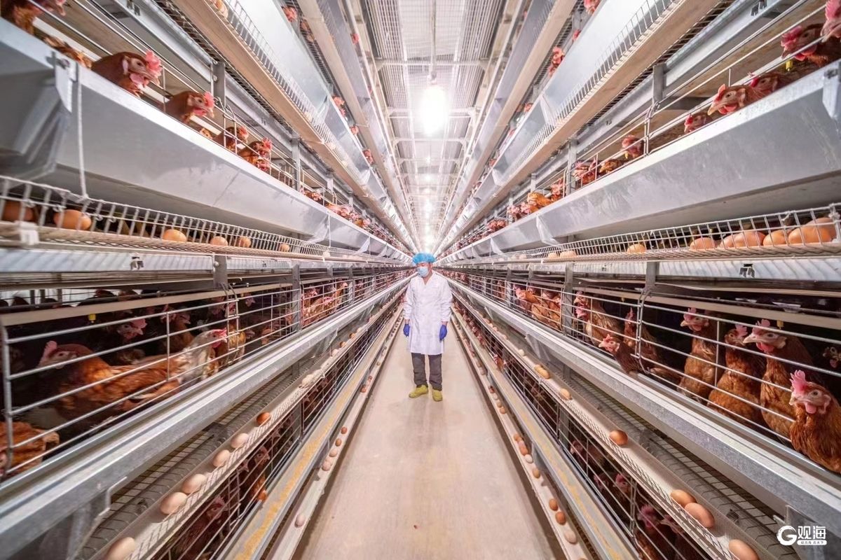 青岛：现代化设施装备在主要畜种养殖环节的应用率达到90%以上