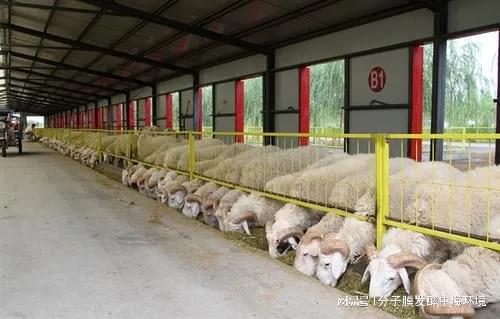 养殖补贴一览养殖场粪污堆肥最全补贴？养牛场最高达170万！(图4)