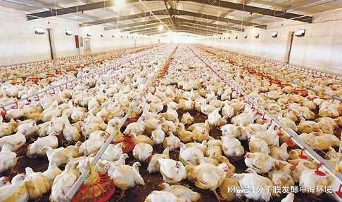 养殖补贴一览养殖场粪污堆肥最全补贴？养牛场最高达170万！(图5)